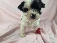 Mila, a female Yorkshire Terrier for sale in Charlotte, NC – 2 of 2