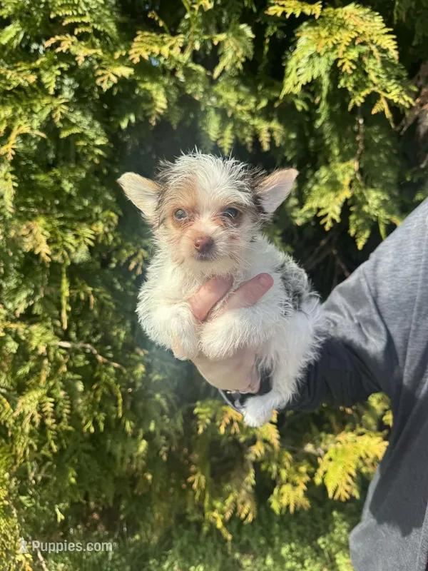 Rex – Yorkshire Terrier puppy for sale in Charlotte, NC