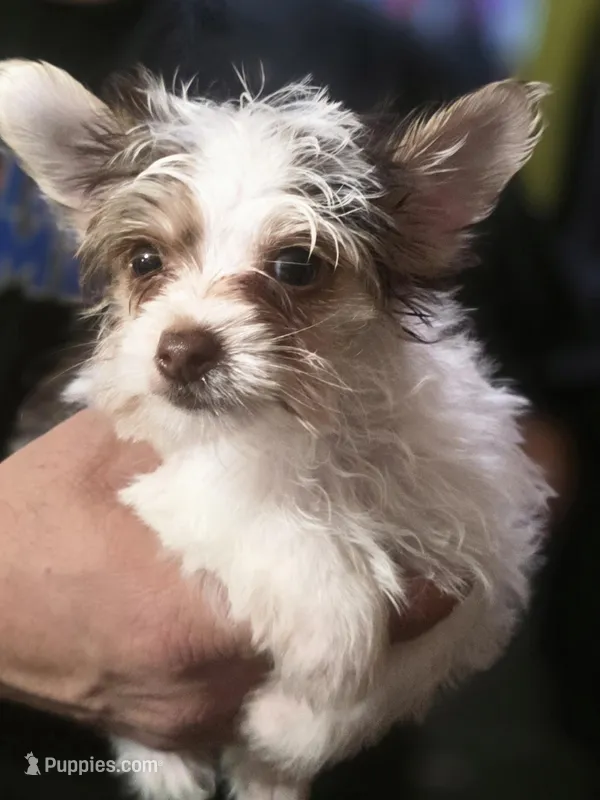 Rex – Yorkshire Terrier puppy for sale in Charlotte, NC