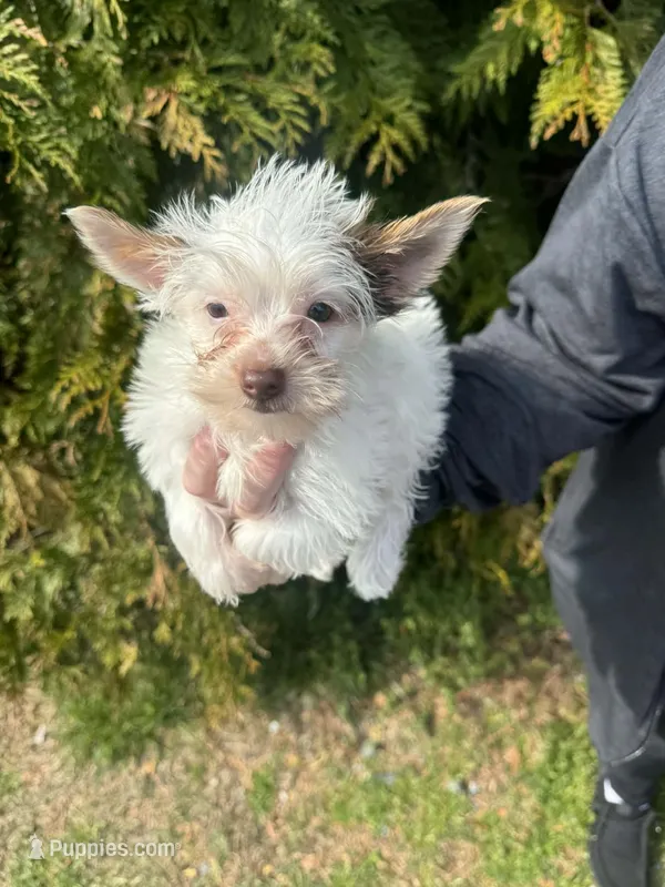 Ruger – Yorkshire Terrier puppy for sale in Charlotte, NC