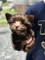 Tootsie roll, a male Yorkshire Terrier for sale in Charlotte, NC – 3 of 3
