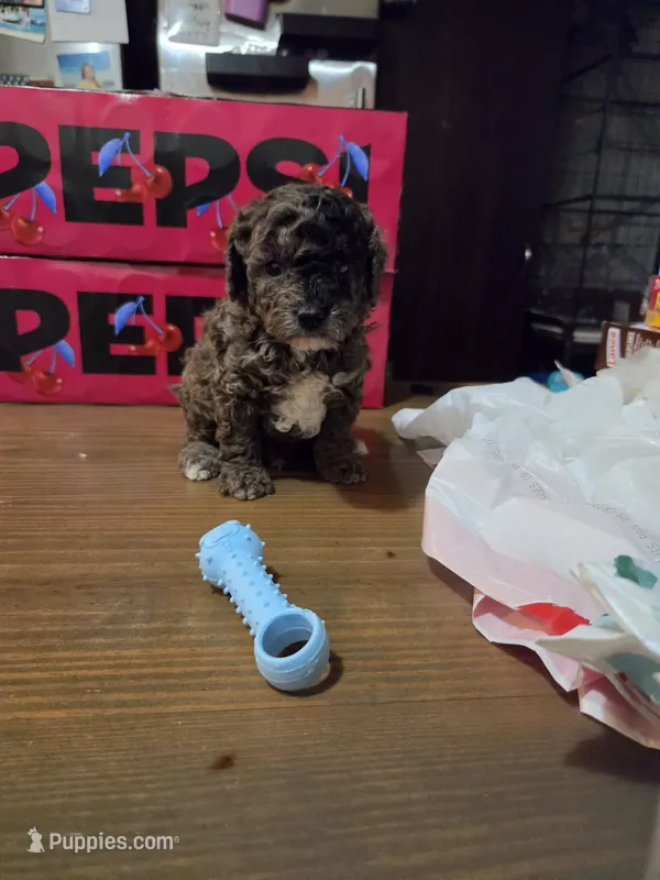 Poppy – Poodle - Miniature  puppy for sale in Charlotte, NC