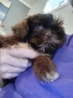Chewy, a male Shih Tzu for sale in Charlotte, NC – 4 of 4