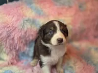 BabyGirl, a female Australian Shepherd for sale in Charlotte, NC – Photo 2 of 5