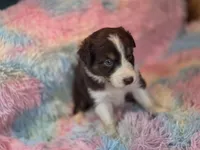BabyGirl, a female Australian Shepherd for sale in Charlotte, NC – Photo 3 of 5