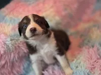 BabyGirl, a female Australian Shepherd for sale in Charlotte, NC – Photo 1 of 5