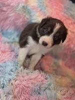 BabyGirl, a female Australian Shepherd for sale in Charlotte, NC – Photo 4 of 5