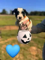 Oreo , a male Yorkshire Terrier for sale in Charlotte, NC – 3 of 3