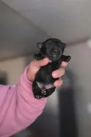 Kenya, a female Yorkshire Terrier for sale in Charlotte, NC – Photo 2 of 3