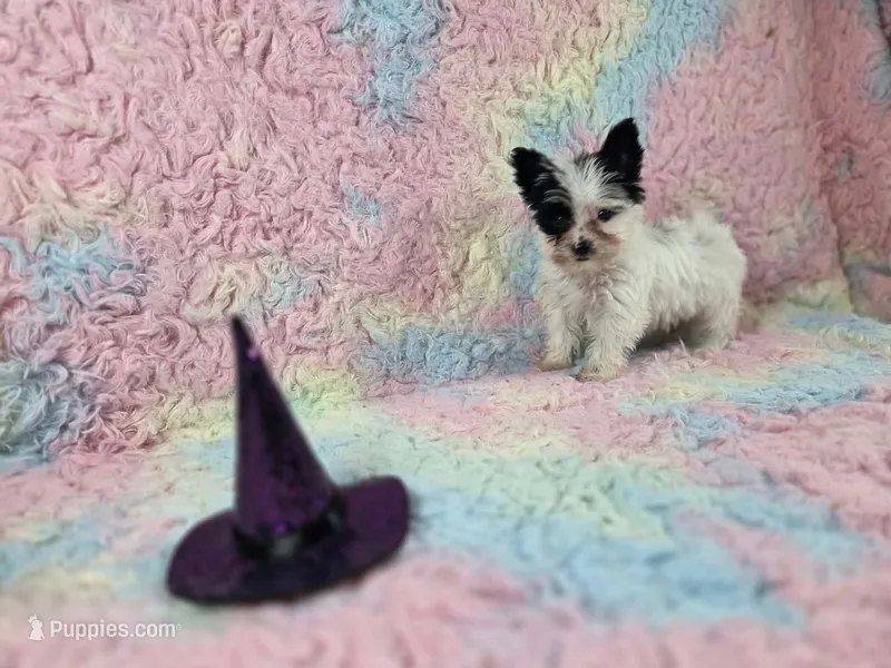 Chloe – Yorkshire Terrier puppy for sale in Charlotte, NC