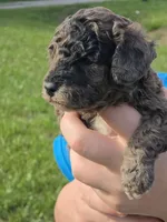 Poppy, a male Poodle - Miniature  for sale in Charlotte, NC – 2 of 2