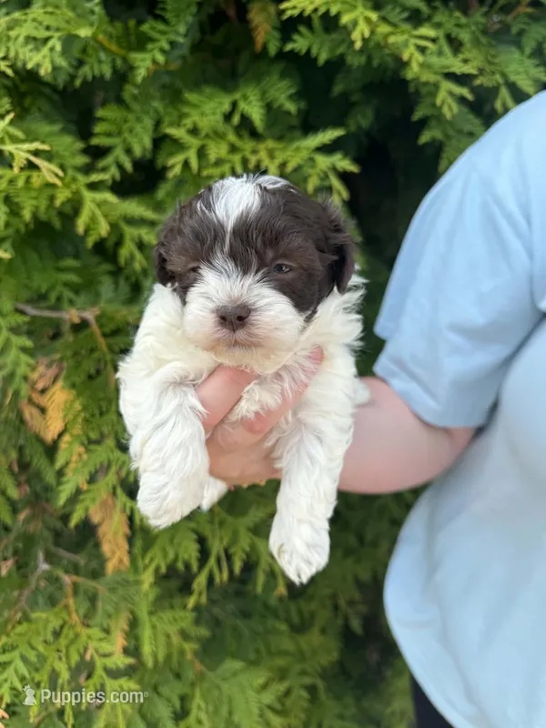 Princess – Shihpoo puppy for sale in Charlotte, NC
