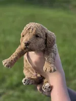 Pippie, a male Poodle - Miniature  for sale in Charlotte, NC – 2 of 2