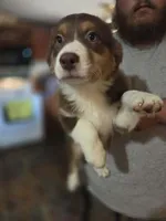 Sally , a female Australian Shepherd for sale in Charlotte, NC – Photo 1 of 3