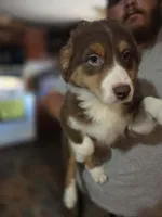 Sally , a female Australian Shepherd for sale in Charlotte, NC – Photo 2 of 3