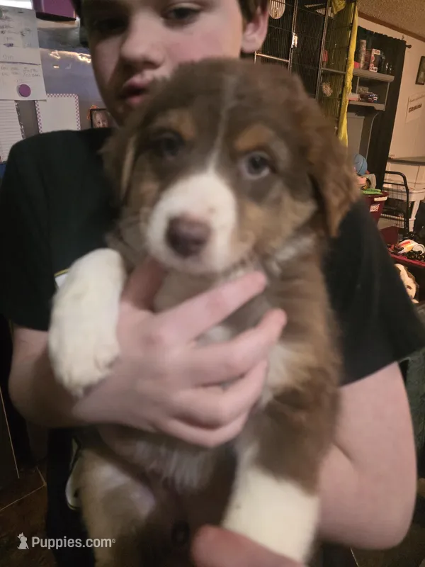 Sally  – Australian Shepherd puppy for sale in Charlotte, NC