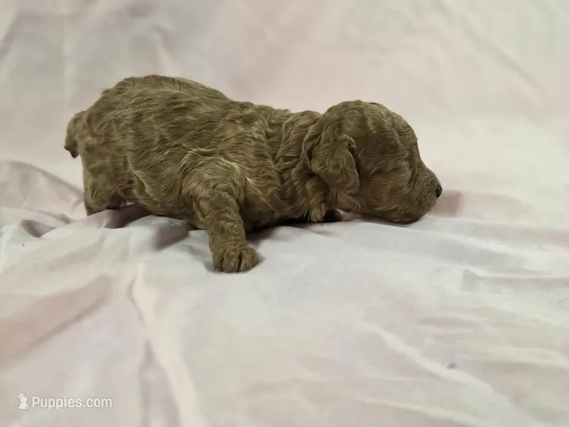 Gracie – Poodle - Toy  puppy for sale in Charlotte, NC