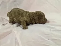 Gracie, a female Poodle - Toy  for sale in Charlotte, NC – 1 of 2