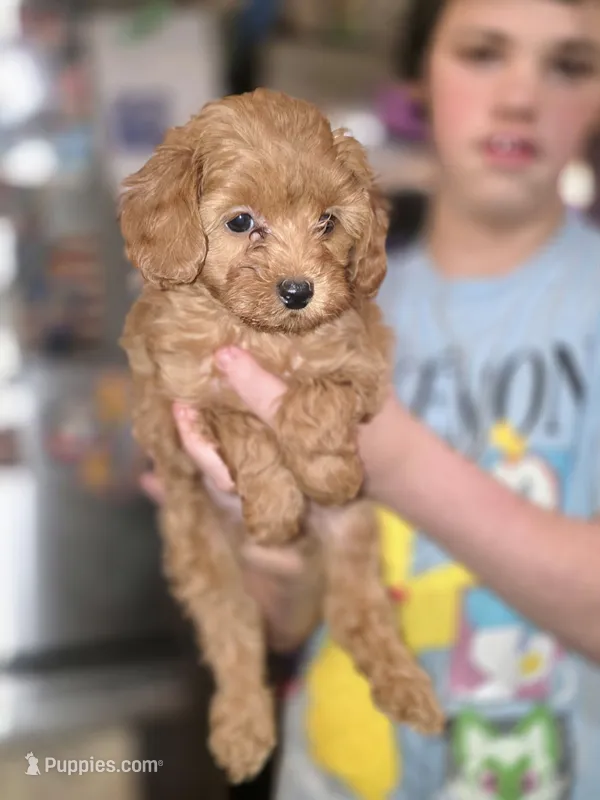 Happy – Maltipoo puppy for sale in Charlotte, NC