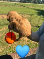 Snickers , a male Maltipoo for sale in Charlotte, NC – 3 of 3