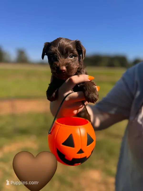 Chocolate  – Yorkshire Terrier puppy for sale in Charlotte, NC