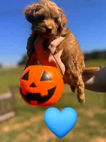 Snickers , a male Maltipoo for sale in Charlotte, NC – 1 of 3