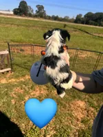 Oreo , a male Yorkshire Terrier for sale in Charlotte, NC – 2 of 3