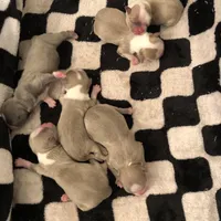 Lavender/blue boy, a male Shih Tzu for sale in North Carolina, NC – Photo 2 of 2