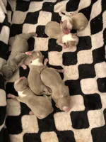 Lavender/blue boy, a male Shih Tzu for sale in North Carolina, NC – Photo 2 of 2