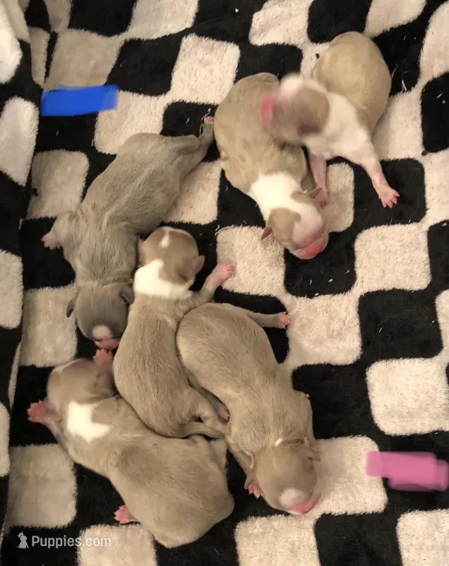 Lavender/blue boy, a male Shih Tzu for sale in North Carolina, NC – Photo 1 of 2