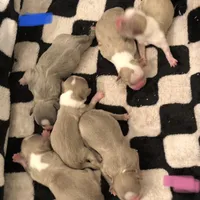 Lavender/blue boy, a male Shih Tzu for sale in North Carolina, NC – Photo 1 of 2