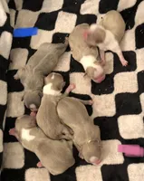 Lavender/blue boy, a male Shih Tzu for sale in North Carolina, NC – Photo 1 of 2