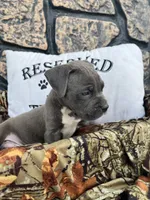 Boss, a male American Pit Bull Terrier and Cane Corso for sale in Clinton, LA – 2 of 8