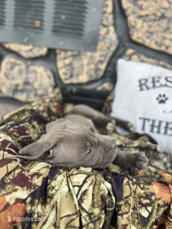 Boss – American Pit Bull Terrier, Cane Corso puppy for sale in Clinton, LA