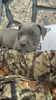 Boss, a male American Pit Bull Terrier and Cane Corso for sale in Clinton, LA – 7 of 8