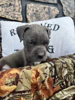 Boss, a male American Pit Bull Terrier and Cane Corso for sale in Clinton, LA – 5 of 8