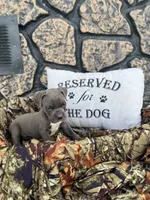 Boss, a male American Pit Bull Terrier and Cane Corso for sale in Clinton, LA – 3 of 8