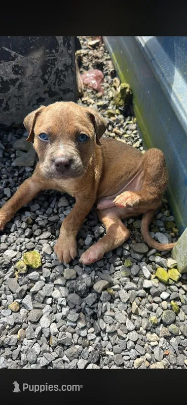 Buddy – American Pit Bull Terrier, Cane Corso puppy for sale in Clinton, LA