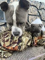 Boss, a male American Pit Bull Terrier and Cane Corso for sale in Clinton, LA – 8 of 8