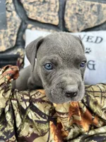 Boss, a male American Pit Bull Terrier and Cane Corso for sale in Clinton, LA – 6 of 8