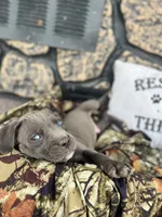 Boss, a male American Pit Bull Terrier and Cane Corso for sale in Clinton, LA – 4 of 8