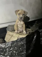 Buddy, a male American Pit Bull Terrier and Cane Corso for sale in Clinton, LA – 2 of 4