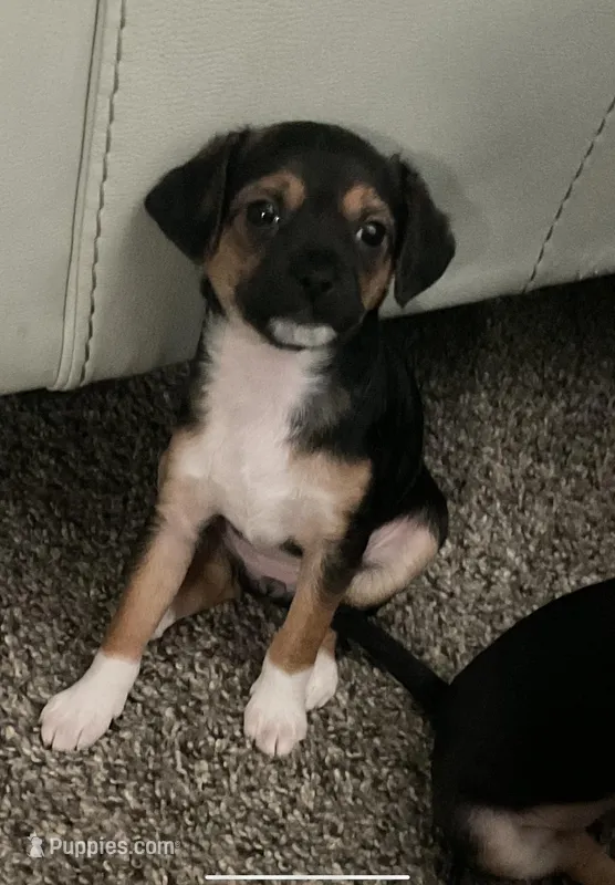 Noodles, a female Malchi for sale in Lexington, KY – Photo 1 of 1