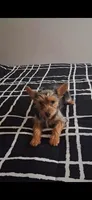 Dolly, a female Yorkshire Terrier for sale in Waldorf, MD – Photo 1 of 8