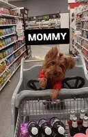 Dolly, a female Yorkshire Terrier for sale in Waldorf, MD – Photo 7 of 8