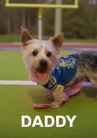 Dolly, a female Yorkshire Terrier for sale in Waldorf, MD – Photo 8 of 8