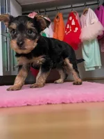 Dolly, a female Yorkshire Terrier for sale in Waldorf, MD – Photo 4 of 8