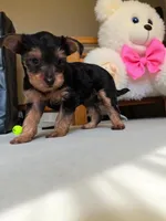 Dolly, a female Yorkshire Terrier for sale in Waldorf, MD – Photo 3 of 8