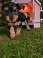 Dolly, a female Yorkshire Terrier for sale in Waldorf, MD – Photo 5 of 8