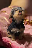 Dolly, a female Yorkshire Terrier for sale in Waldorf, MD – Photo 6 of 8